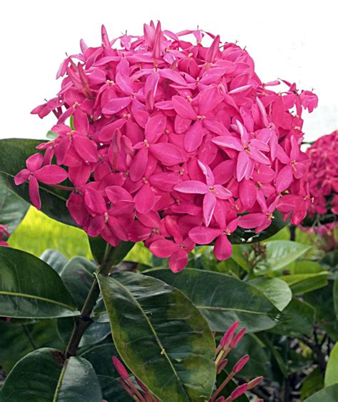 Ixora